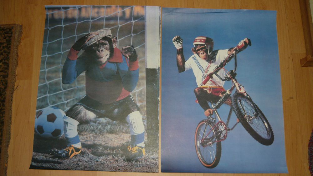 Plakat z małpą sportem zwierzęta plakaty małpa BMX bramkarz sportowy