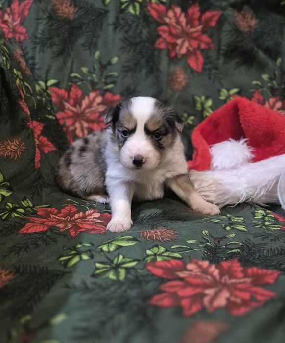 Border collie samiec blue merle tri