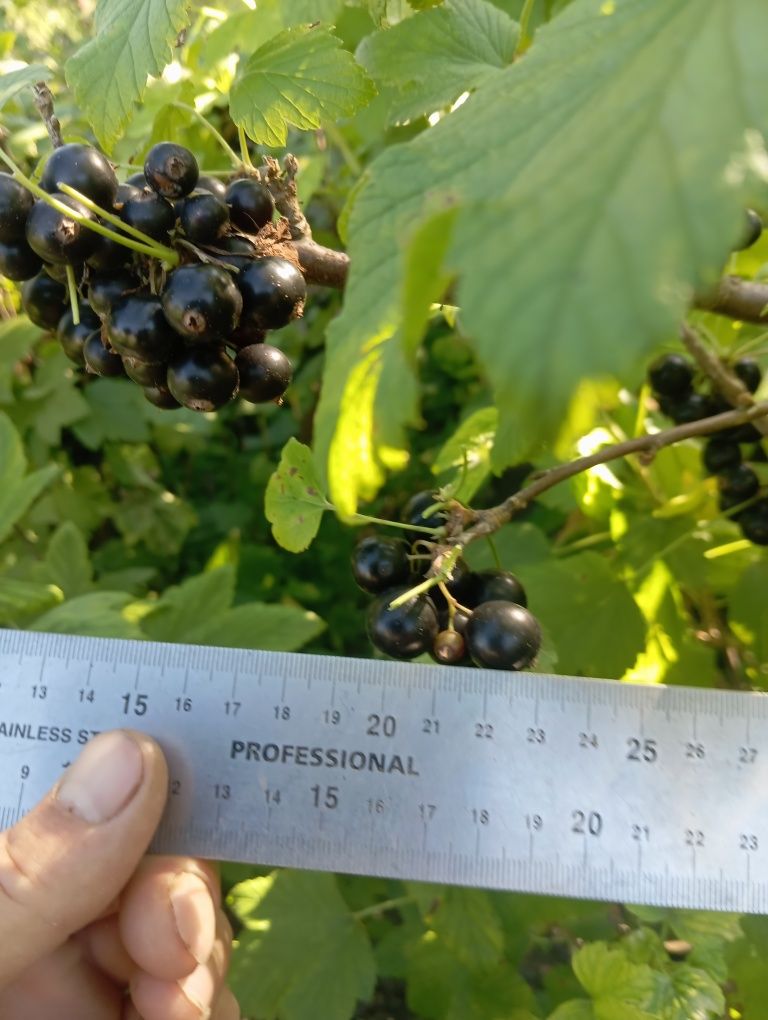 Продам домашні вишні, смородину, порічки.