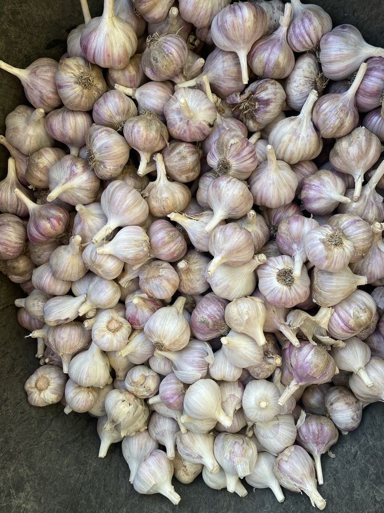 Часник зимовий продам
