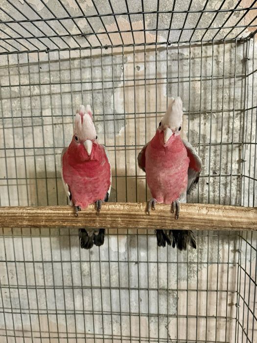 Casal Cacatua Galah