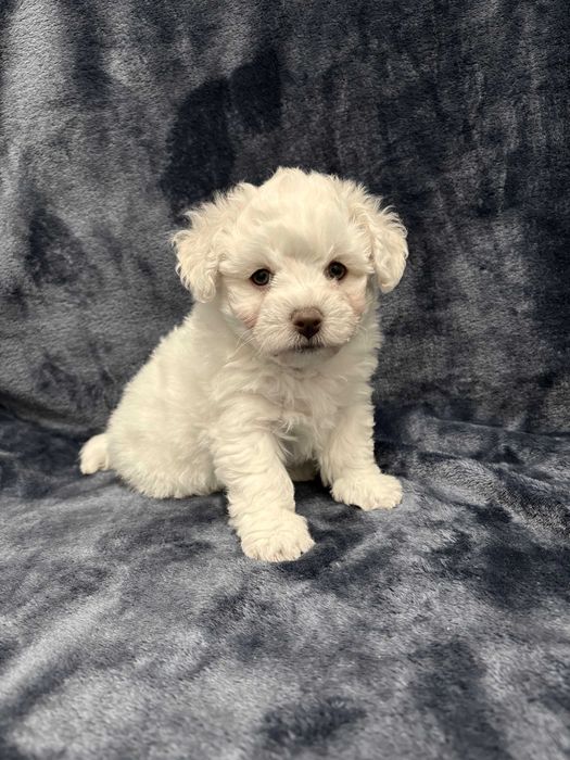 Wyjątkowy chłopczyk Bichon Frise FCI