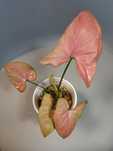 Syngonium Orm Nak
