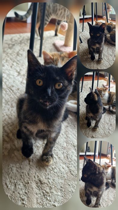 Gatinha para adoção