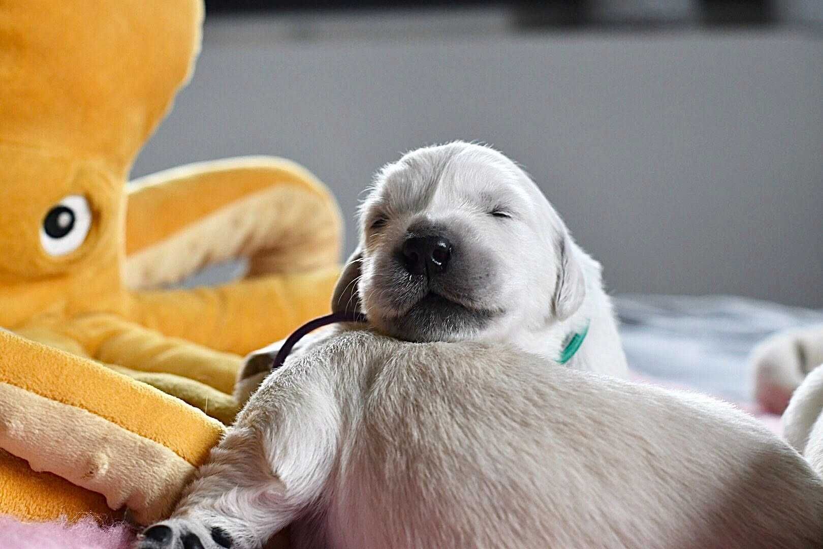 Golden retriever Związek Kynologiczny w Polsce /FCI