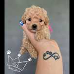 Maltipoo bichpoo red lok poochon badania paszport wyprawka
