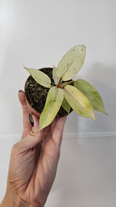 Philodendron Filodendron Snowdrift