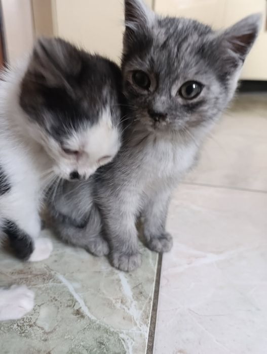 Słodziaki szukają wsólnego domu