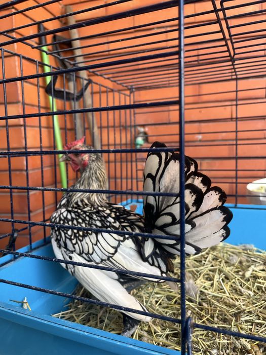 Macho de sebright prata