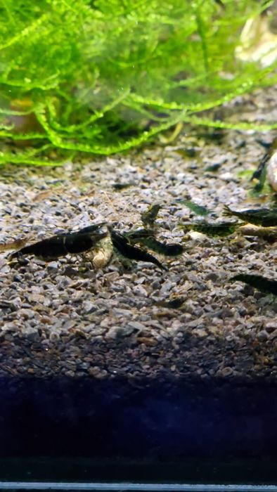 Krewetki Green Jade Neocaridina zielone