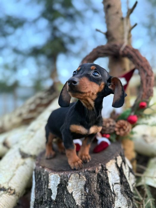 Jamnik krótkowłosy miniaturowy rodowód