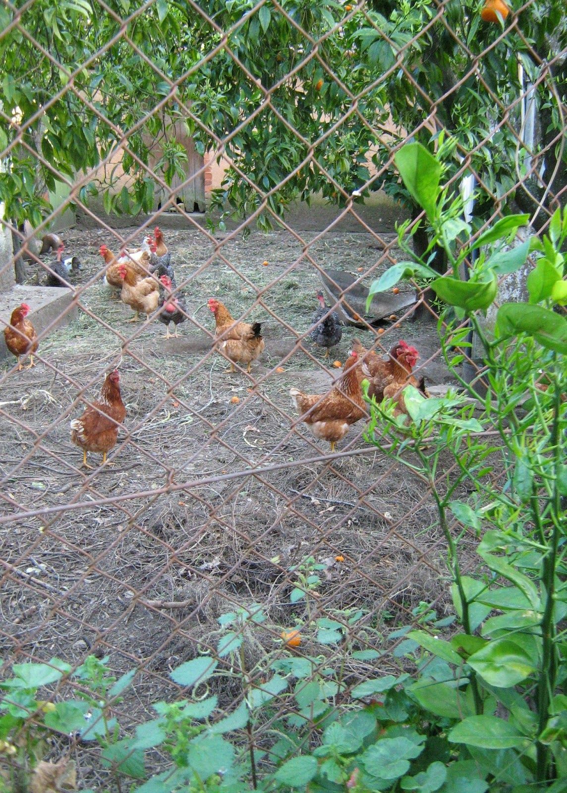 Galinhas Poedeiras, Brancas, Carecas, pedrês e pintos.