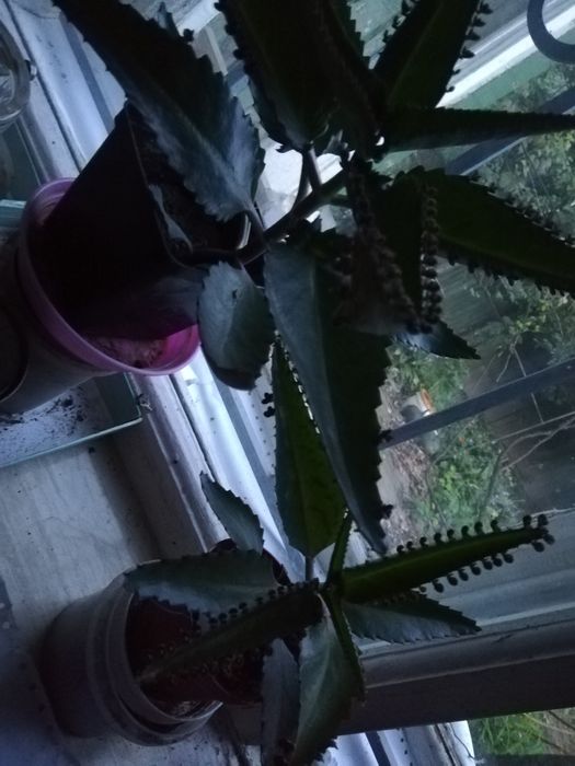 Каланхое. Столетник алое продам