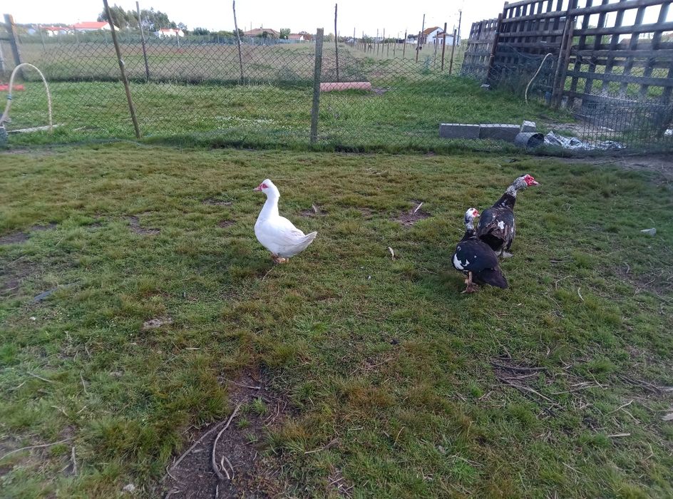 Patos mudos para venda ou consumo