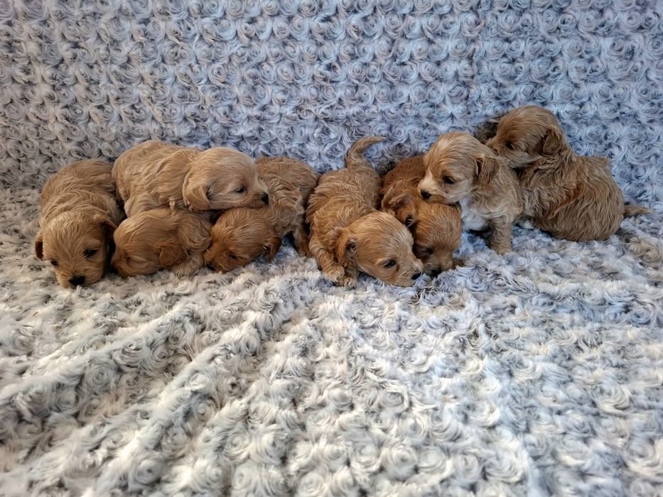 Maltipoo suczka rezerwacja