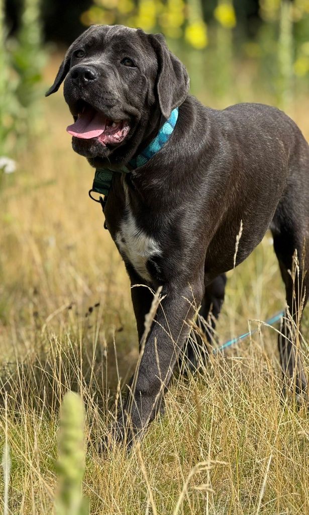 Cane Corso Sunia Dixi