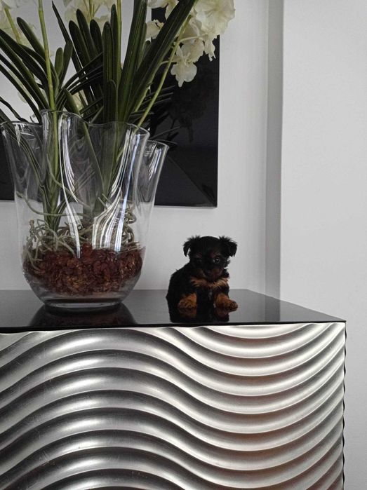 Yorkshire Terrier  Miniatura MACHO