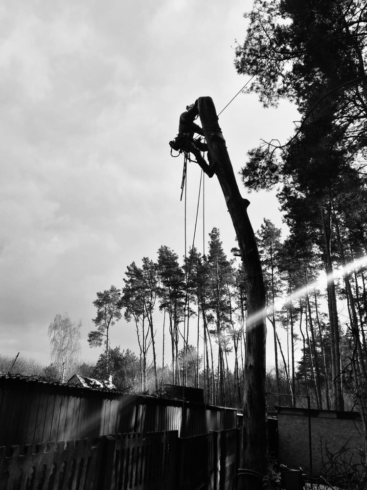 Wycinka alpinistyczna drzew, pielęgnacje drzew, wycinka standardowa