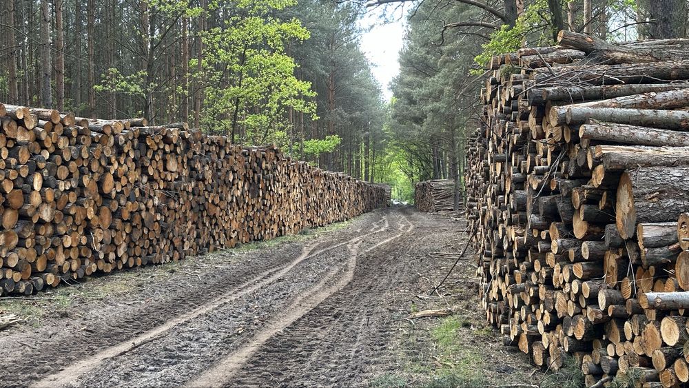 Sprzedam drewno Olchowe, Olcha kłoda