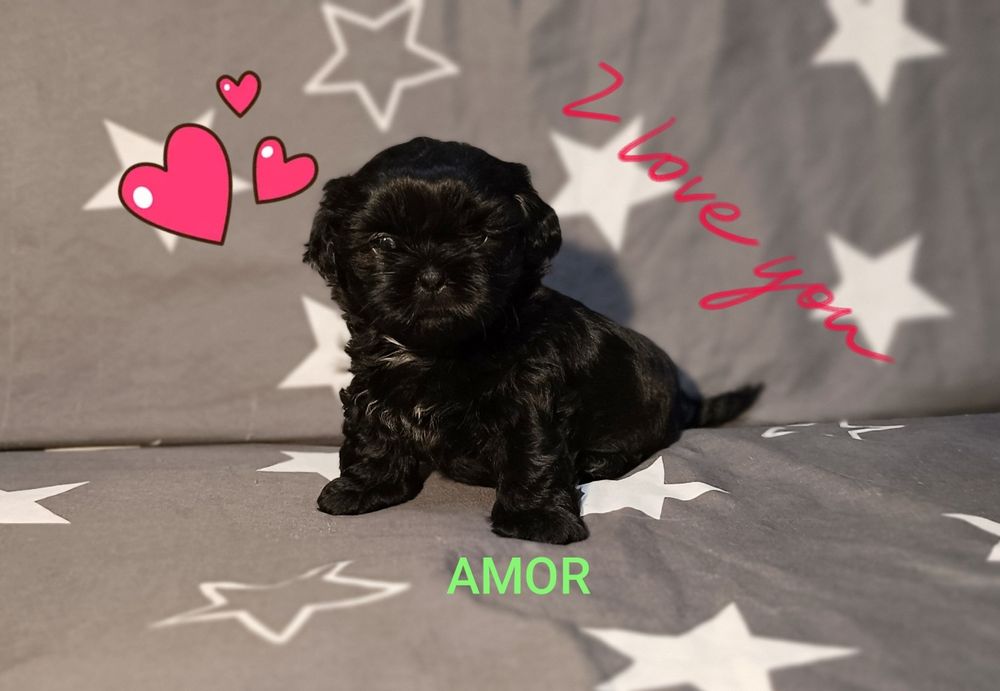 Shih Tzu piesek , odbiór od 18.10.2025