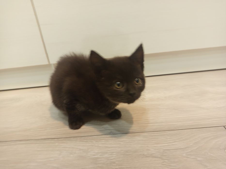 Кішечка  шукає люблячу родину