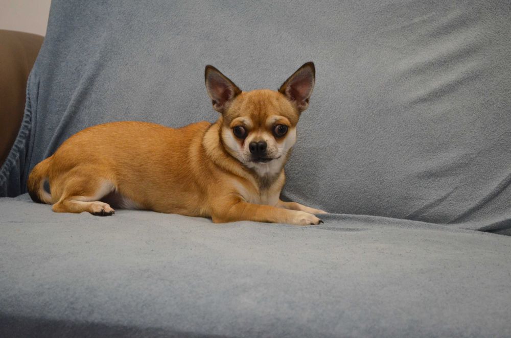 szczenięta chihuahua krótkowłosy ZKwP piesek FCI