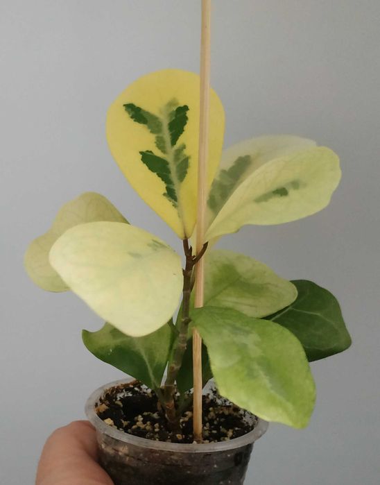 Продам фікус   Тріануляріс Коконат крем