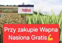 Nasiona zbóż gratis!! pszenżyto, pszenica, żyto , jęczmień