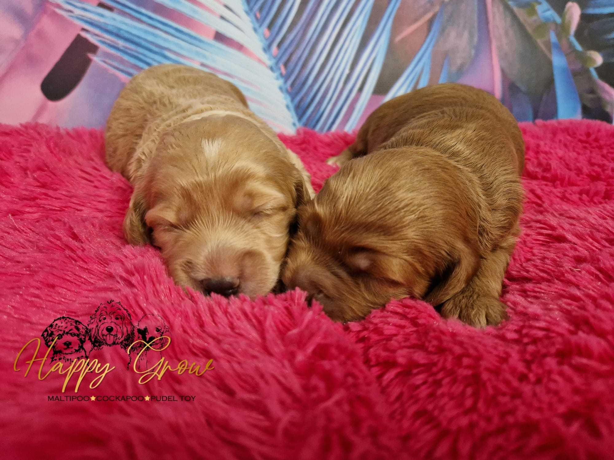 Cockapoo F1B Pudel mini & cockapoo