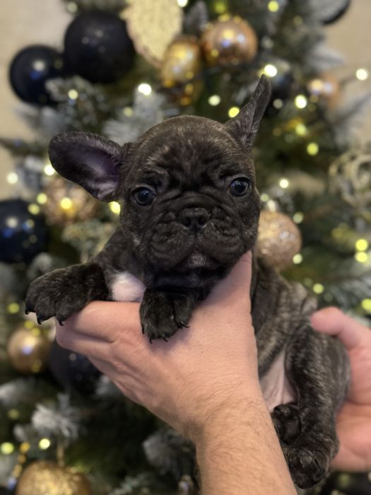 Buldog Francuski – Chłopcy/ rodzice FCI do rezerwacji