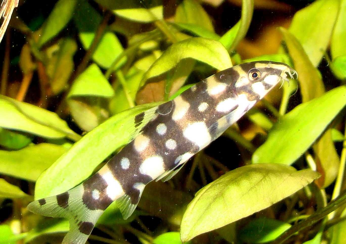 Bocja kubota kobotai