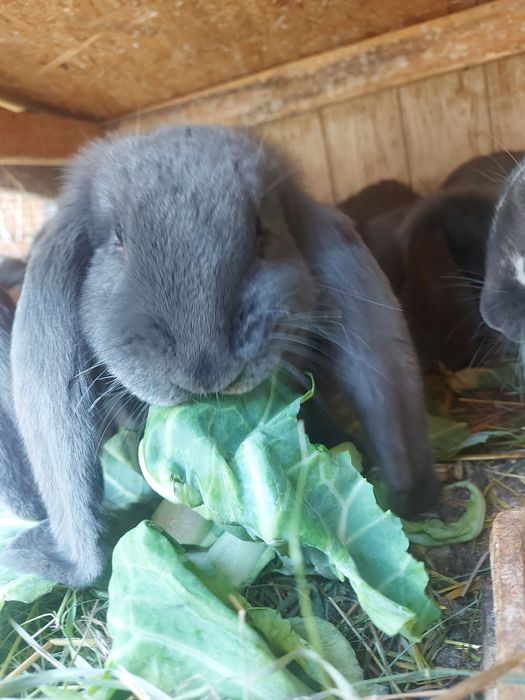 Kŕóliki baran francuski