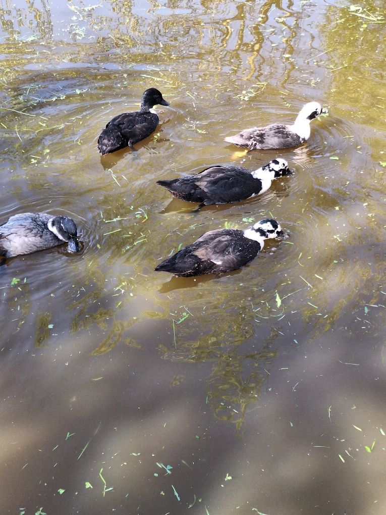 Call duck tegoroczne