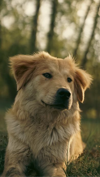 Szczeniaczki do adopcji