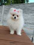 Szpic Miniaturowy Pomeranian - gotowa na zmianę domku