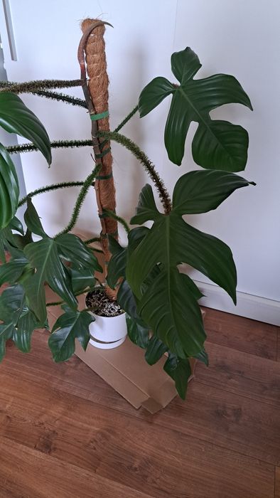 Bardzo duża piękna roślina kwiat, Philodendron filodendron