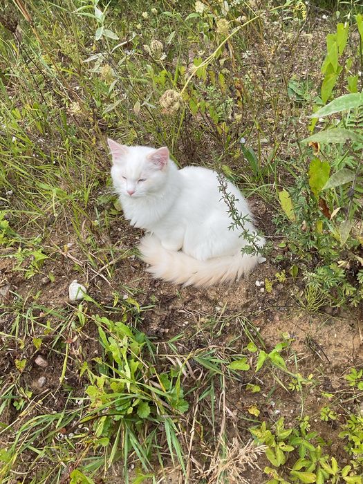 Ragdoll - kremowy bikolor