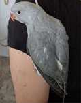 Ring neck macho domesticado