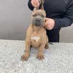 Cane corso Italiano Fomentino