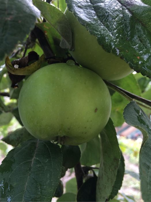 Саджанці плодових дерев | Опт і роздріб