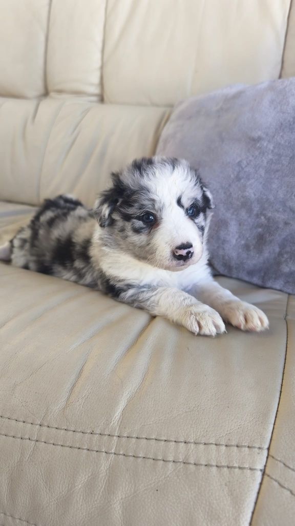 Border Collie macho Blue Merle