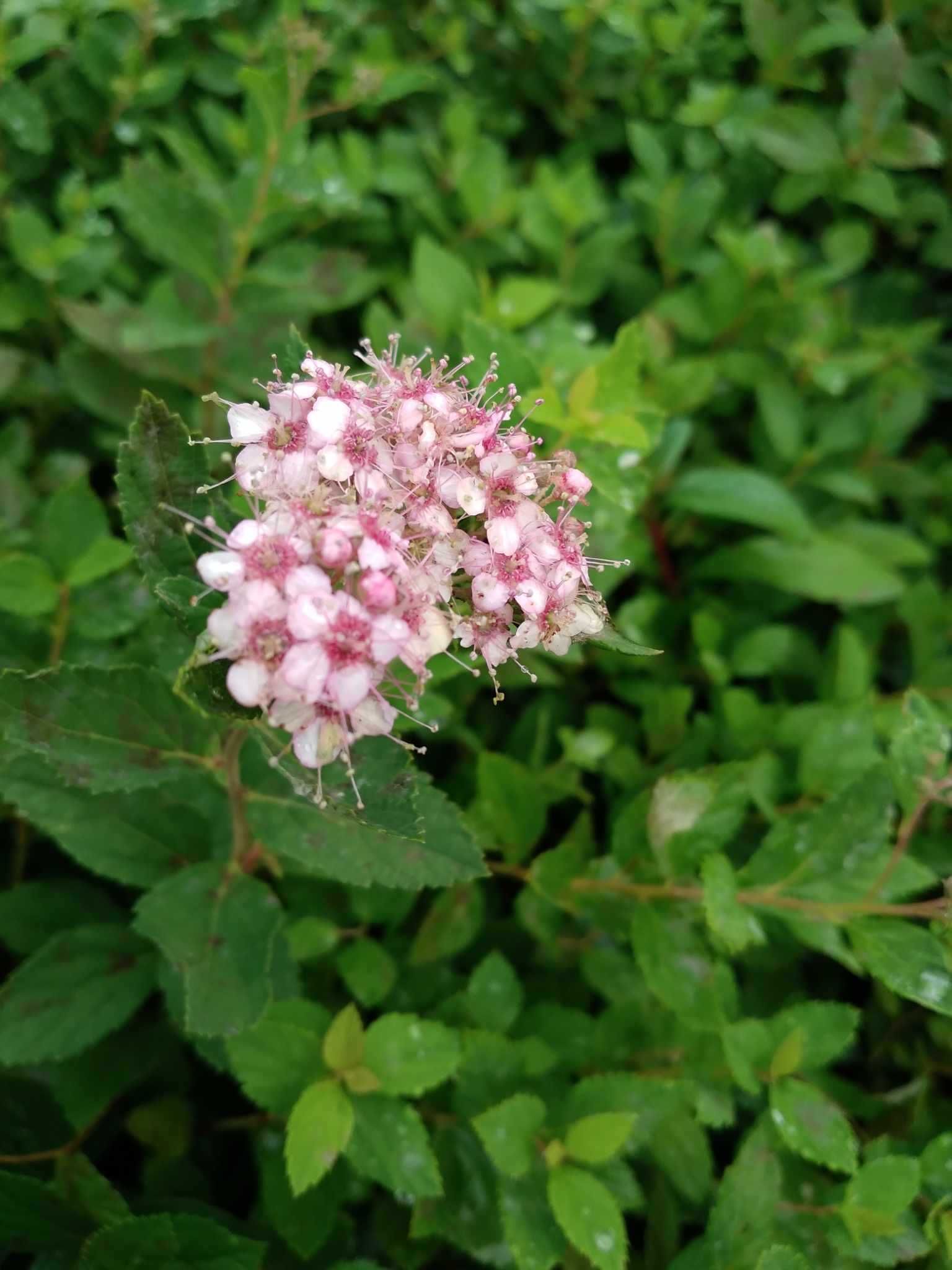 Tawuła japońska Spiraea Goldflame Little Princess Goldmound Crispa,