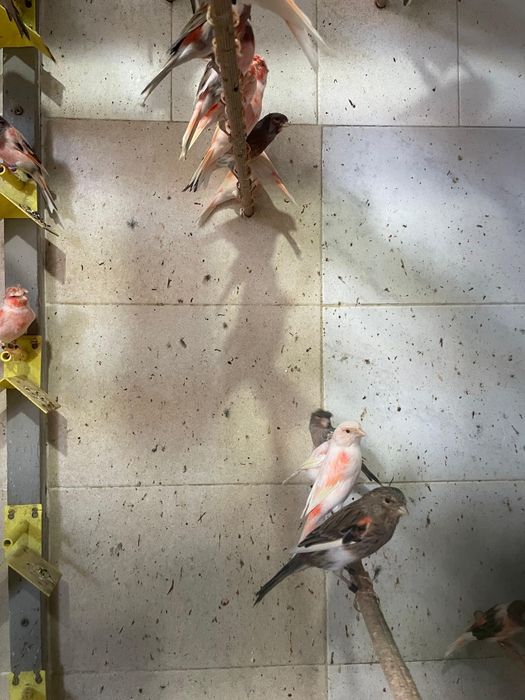 Canários Arlequim Português de 2025