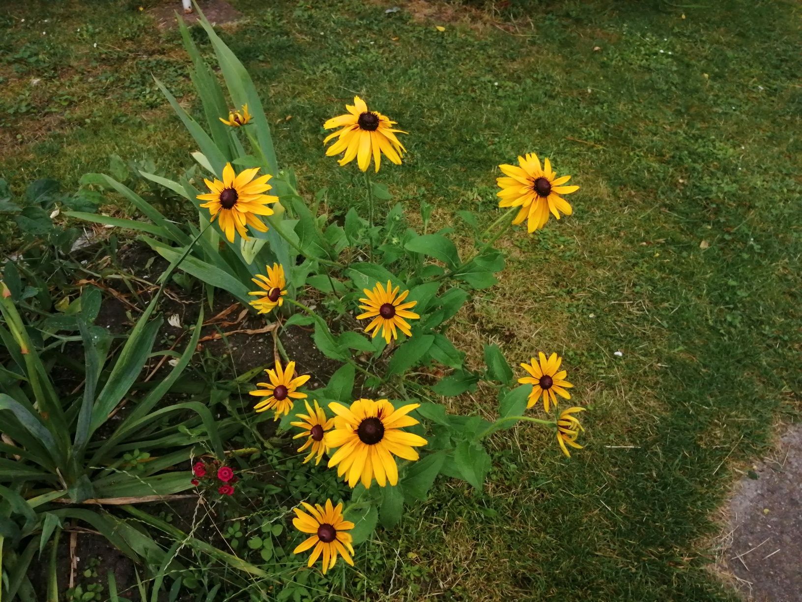 Rudbekia hirta - sadzonki