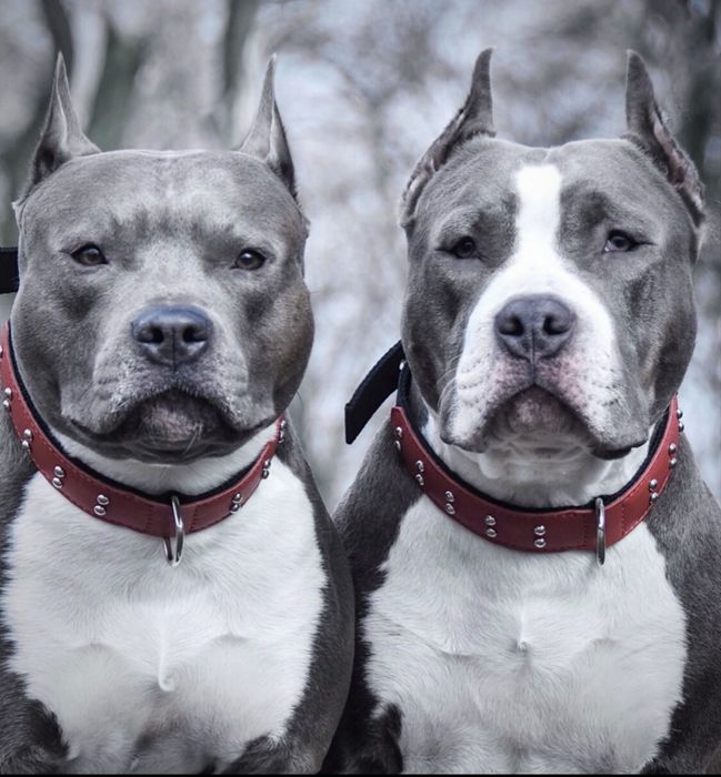 Розплідник Enjoy Dreamboat