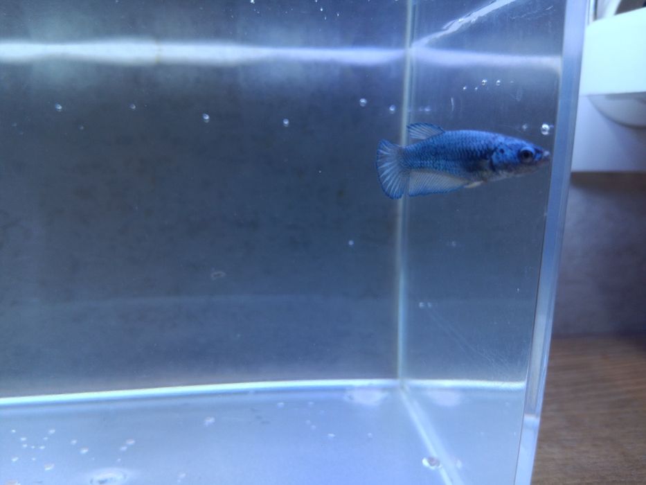 Samice bojownika różne kolory