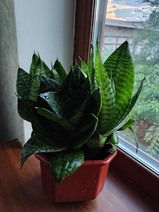 Сансев'єрії, хлорофітуми. У них очищувальні, противірусні властивості.