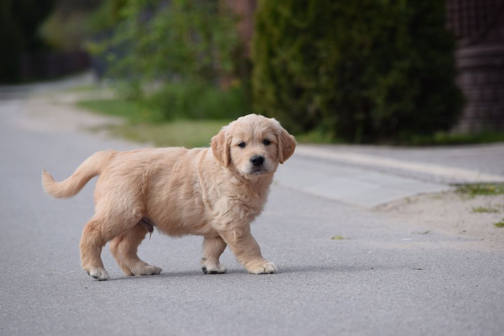 Golden Retriever szczenięta hodowla ZkwP/FCI