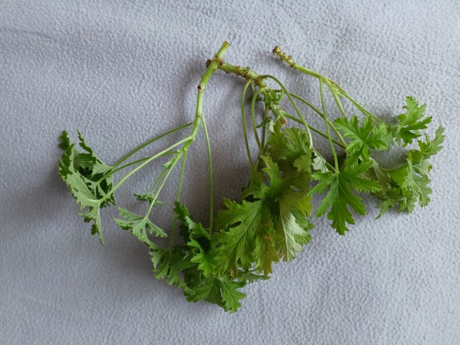 Anginka, geranium, pelargonia pachnąca szczepki