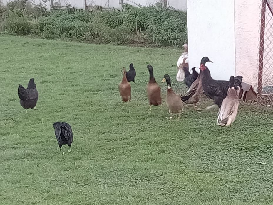 Kaczki i kaczory biegusy